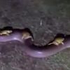 Hayatta kalabilmek için yılana sarıldılar Hayatta kalabilmek için yılana sarıldılar