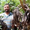 Üretici, hırsız korkusu ile keçiboynuzunu 1 ay erken ... Üretici, hırsız korkusu ile keçiboynuzunu 1 ay erken ...