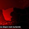 Su kanalına düşen inek kurtarıldı Su kanalına düşen inek kurtarıldı