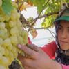 Üzüm üreticilerinin sorunları araştırılacak
