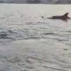 Video: Marmaris’te yunuslar dans etti Video: Marmaris’te yunuslar dans etti