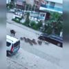 Marmaris sokakları domuzlara kaldı Marmaris sokakları domuzlara kaldı