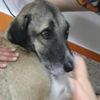 Polisin ateş ettiği köpek tedaviye alındı Polisin ateş ettiği köpek tedaviye alındı