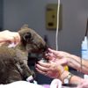 Avustralya da orman yangınlarında en az 350 koala ... Avustralya da orman yangınlarında en az 350 koala ...