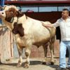 Otomobil fiyatına kurbanlık boğa!