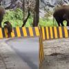 Bizim hayatımızı kolaylaştıran, onların hayatını zorlaştırıyor! Neyse ki annesi yetişti Bizim hayatımızı kolaylaştıran, onların hayatını zorlaştırıyor! Neyse ki annesi yetişti