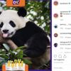 Pandaların en sevdiği besin nedir? Pandaların en sevdiği besin nedir?