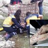 Van'da 'mavi balina' intiharı Van'da 'mavi balina' intiharı