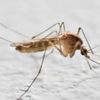 Tekirdağ'daki ölümün ardından kritik uyarılar! 5 bin sivrisinek incelendi