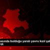 Yonca tarlasında bulduğu yaralı yavru kızıl şahini ...