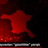 Kümes hayvanları "güzellikte" yarıştı Kümes hayvanları "güzellikte" yarıştı