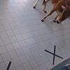 Karakola inek girdi! Polisler şok oldu Karakola inek girdi! Polisler şok oldu