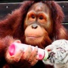 Kaplanlara annelik yapan orangutan Kaplanlara annelik yapan orangutan