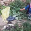 Sivas’ta ‘ölü tavuk’ alarmı!