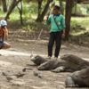 Endonezya, Komodo Adası'nı boşaltıyor