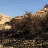 Manastıra ait zeytin ağaçları yandı Manastıra ait zeytin ağaçları yandı
