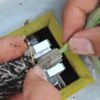 Üniversiteliler fide aşılama makinesi üretti
