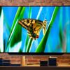 OLED ekran nedir OLED ekran nedir