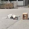 Köpekler bir anda yere yığıldı! Zehirlendikleri ortaya çıktı