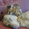 Kedi köpeği böyle hipnotize etti Kedi köpeği böyle hipnotize etti