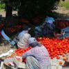 Çanakkale Domatesi tarlada kaldı Çanakkale Domatesi tarlada kaldı