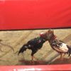 Ringe dönüştürülen kahvehanede horoz dövüştürenlere 76 bin lira ceza Ringe dönüştürülen kahvehanede horoz dövüştürenlere 76 bin lira ceza