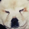Köpekleri boyayıp panda diye yutturdular! Köpekleri boyayıp panda diye yutturdular!