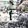 Kestel de sokak hayvanları yalnız değil Kestel de sokak hayvanları yalnız değil