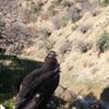 Tedavisi tamamlanan kara akbaba, doğaya bırakıldı Tedavisi tamamlanan kara akbaba, doğaya bırakıldı
