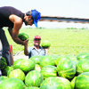 Adana’da karpuz hasadı başladı Adana’da karpuz hasadı başladı
