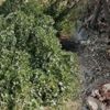 Üzerine ağaç devrilen kadın hayatını kaybetti Üzerine ağaç devrilen kadın hayatını kaybetti