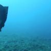 Çanakkale’de deniz tavşanı görüntülendi Çanakkale’de deniz tavşanı görüntülendi