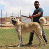 Çevik Kuvvet artık kangal köpeği kullanacak