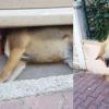 Hayvanları Koruma Günü’nde katliam Hayvanları Koruma Günü’nde katliam