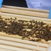 Belçika uyuşturucu ile mücadele için bal arılarını kullanacak