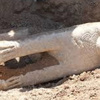 Muğla’da tarihi eser kaçakçılığı iddiası