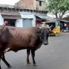 Hindular, kutsal saydıkları inekleri satıyorlar Hindular, kutsal saydıkları inekleri satıyorlar