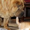 Kedi yavrularına 'Çayteej' annelik yapıyor Kedi yavrularına 'Çayteej' annelik yapıyor