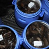 Çanakkale'de "deniz patlıcanı" operasyonu