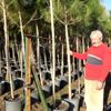 Emekli banka müdürü en büyük fıstıkçamı üreticisi ... Emekli banka müdürü en büyük fıstıkçamı üreticisi ...