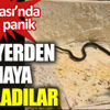 Kuşadası'nda büyük panik. Her yerden çıkmaya başladılar Kuşadası'nda büyük panik. Her yerden çıkmaya başladılar