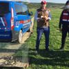 Kedi saldırısından kurtarılan Angut kuşları doğaya salındı Kedi saldırısından kurtarılan Angut kuşları doğaya salındı