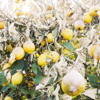 Limon ucuzladı mağaraya girdi Limon ucuzladı mağaraya girdi