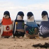 Penguenlere kazak örüyor Penguenlere kazak örüyor