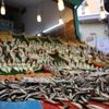 Balık denizden çiftliklere aktı