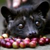 Dünyanın en pahalı kahvesi: Kopi Luwak
