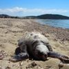 Ayvalık sahilinde ölü caretta caretta bulundu Ayvalık sahilinde ölü caretta caretta bulundu