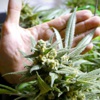 Jamaika'da marihuana kullanımı yasallaşıyor Jamaika'da marihuana kullanımı yasallaşıyor