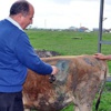 "Nefer" bitkisi 35 hayvanı telef etti "Nefer" bitkisi 35 hayvanı telef etti