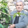 12 mango ağacından 45 bin TL 12 mango ağacından 45 bin TL